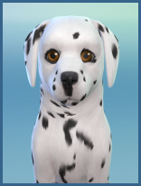 ansehen Dalmatiner Luna Welpe